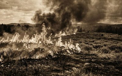 The History Of Pruning With Fire
